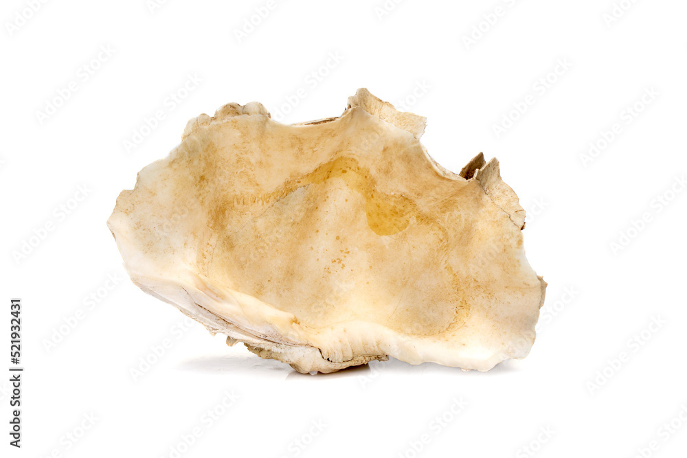 Image of Crocus Giant Clam (Tridacna crocea). on a white background. Sea shells. Undersea Animals. Image of Crocus Giant Clam (Tridacna crocea). on a white background. Sea shells. Undersea Animals.