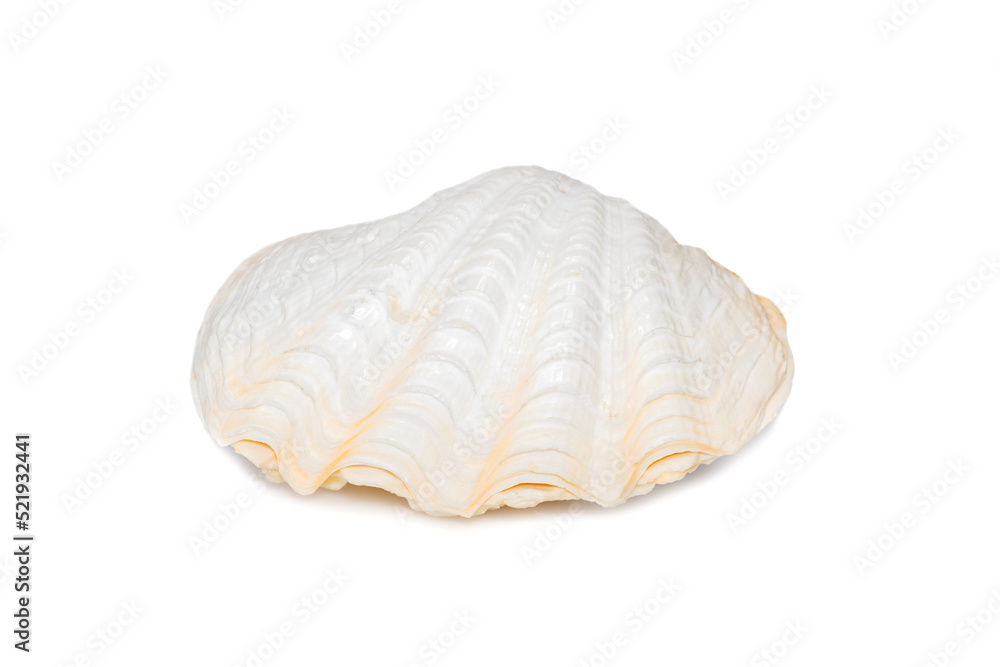Image of seashells clam pearled on a white background. Undersea Animals. Sea Shells. Image of seashells clam pearled on a white background. Undersea Animals. Sea Shells.