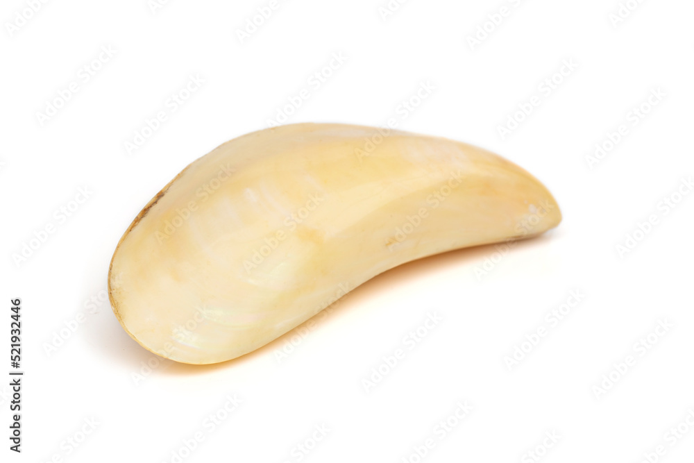 Image of beautiful pale yellow sea shells on a white background. Undersea Animals. Sea Shells. Image of beautiful pale yellow sea shells on a white background. Undersea Animals. Sea Shells.