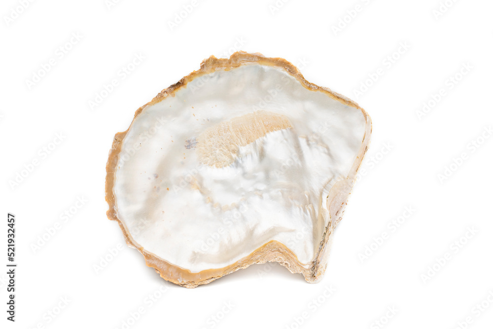 Image of seashells clam pearled on a white background. Undersea Animals. Sea Shells. Image of seashells clam pearled on a white background. Undersea Animals. Sea Shells.