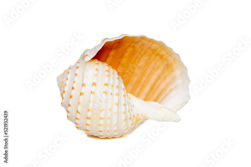 Image of seashells tonna tesselata on a white background. Undersea Animals. Sea Shells.