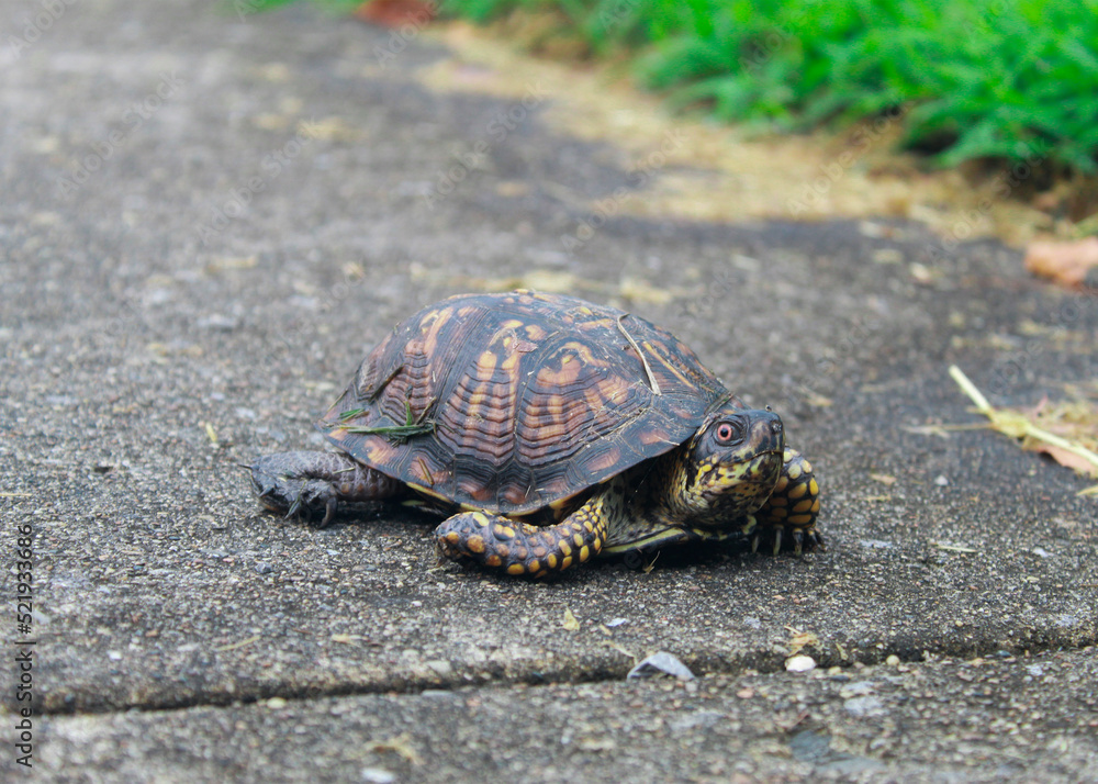 Obraz premium Turtle on the driveway