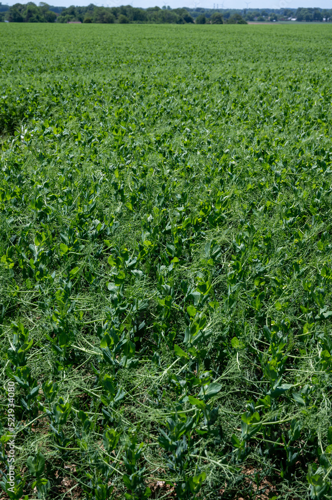 Argiculture in Pays de Caux, fields with green peas plants, Normandy, France Argiculture in Pays de Caux, fields with green peas plants, Normandy, France