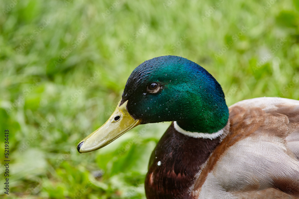 Fototapeta premium duck
