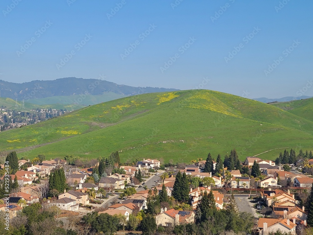 Wild mustard blooming in the hills above Dougherty Valley, San Ramon, California