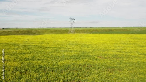 Slow aerial flight toward tall electrical steel transmission tower over yellow mustard seed fields on the Canadian Prairies.
 photo