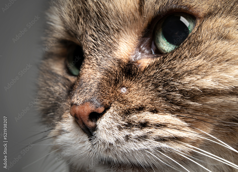 Foto de Senior cat with pimple or skin tag on face. Close up of tabby