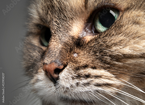 Senior cat with pimple or skin tag on face. Close up of tabby cat head with little lump, bump or growth next to nose. Cat health care or when to visit veterinary clinic. Selective focus on pimple.