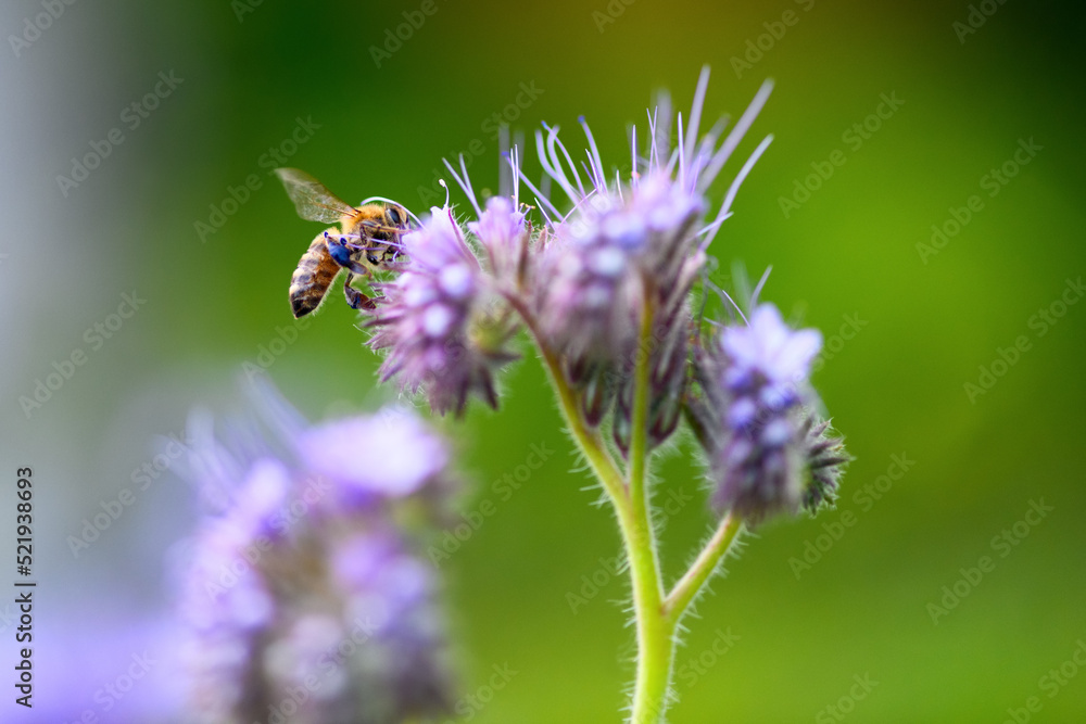 Bee and flower phacelia. Close up of a large striped bee collecting pollen from phacelia on a green background. Phacelia tanacetifolia (lacy). Summer and spring backgrounds Bee and flower phacelia. Close up of a large striped bee collecting pollen from phacelia on a green background. Phacelia tanacetifolia (lacy). Summer and spring backgrounds