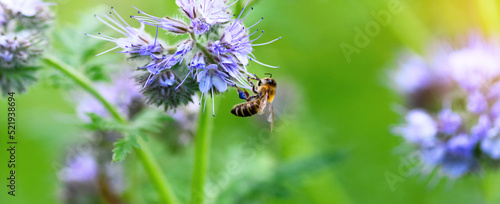 Bee and flower phacelia. Close up of a large striped bee collecting pollen from phacelia on a green background. Phacelia tanacetifolia (lacy). Banner photo