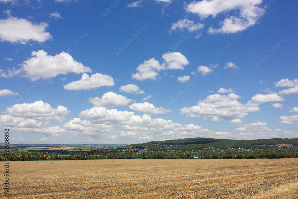 field of wheat