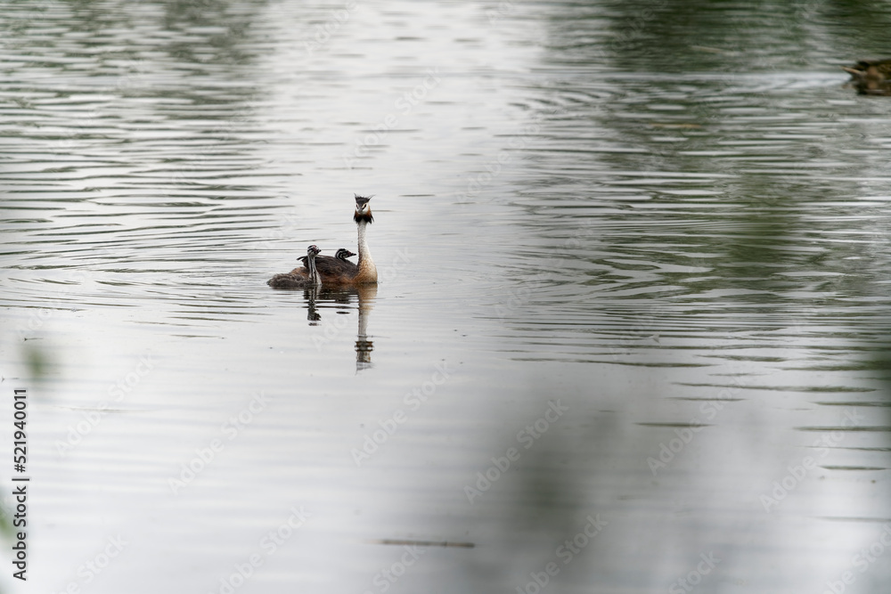 Haubentaucher, Podiceps cristatus, mit Kücken Haubentaucher, Podiceps cristatus, mit Kücken