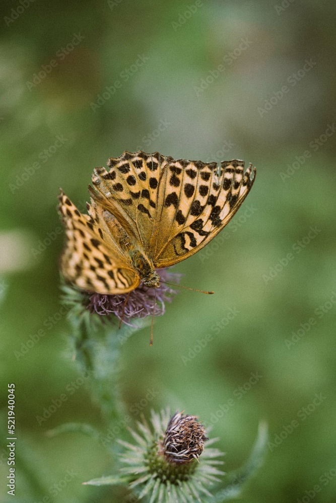 Obraz premium butterfly on a thorn