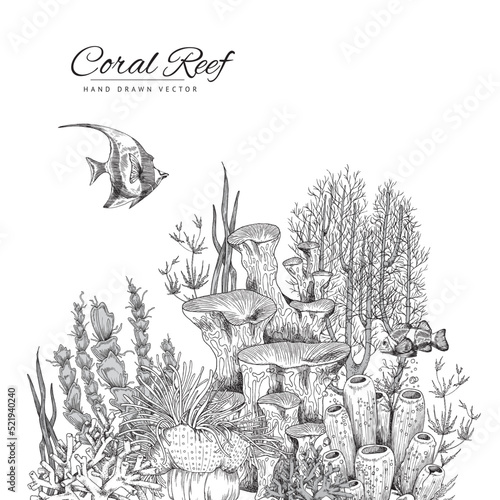 Fototapeta Naklejka Na Ścianę i Meble -  Undersea coral reef banner or card template, hand drawn vector illustration.