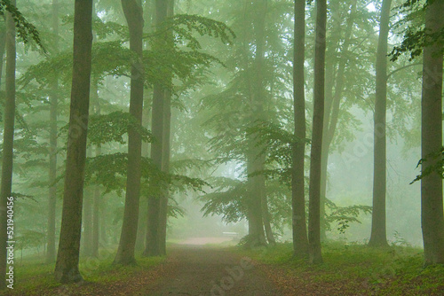Wald vom Park Altenstein bei Bad Liebenstein in Thüringen photo