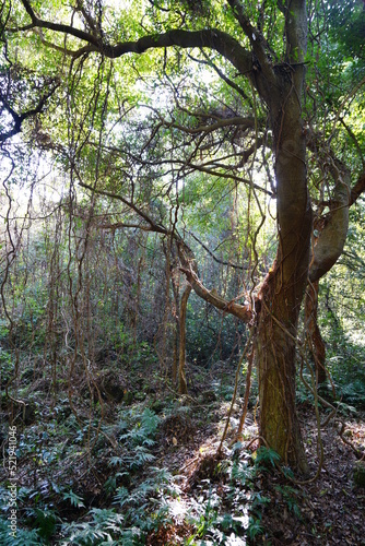 old tree and vines in primeval forest 