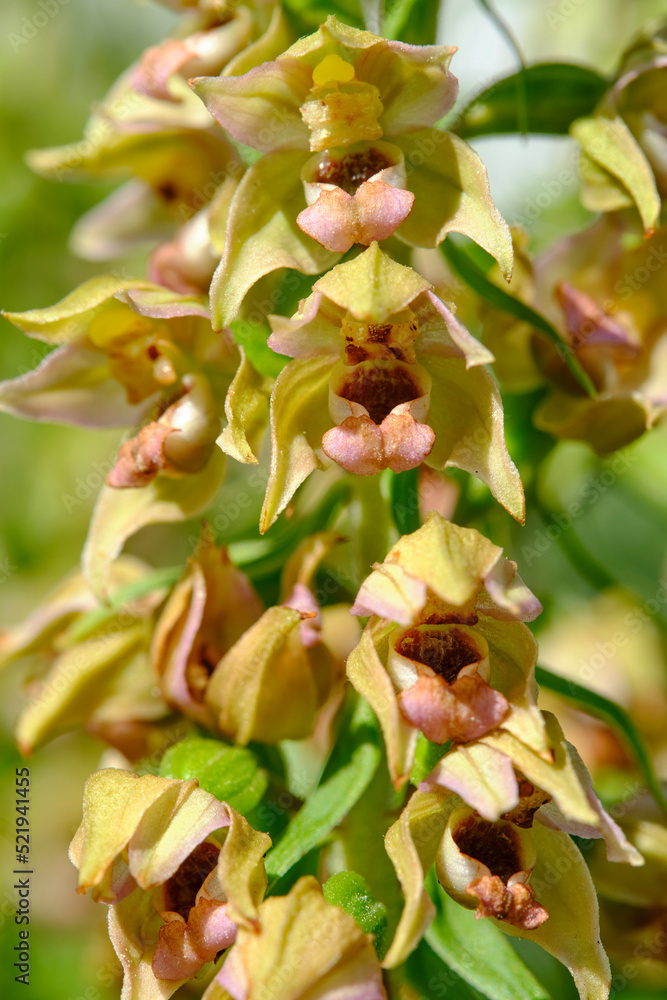 Breitblättrige Ständelwurz, Epipactis helleborine Breitblättrige Ständelwurz, Epipactis helleborine