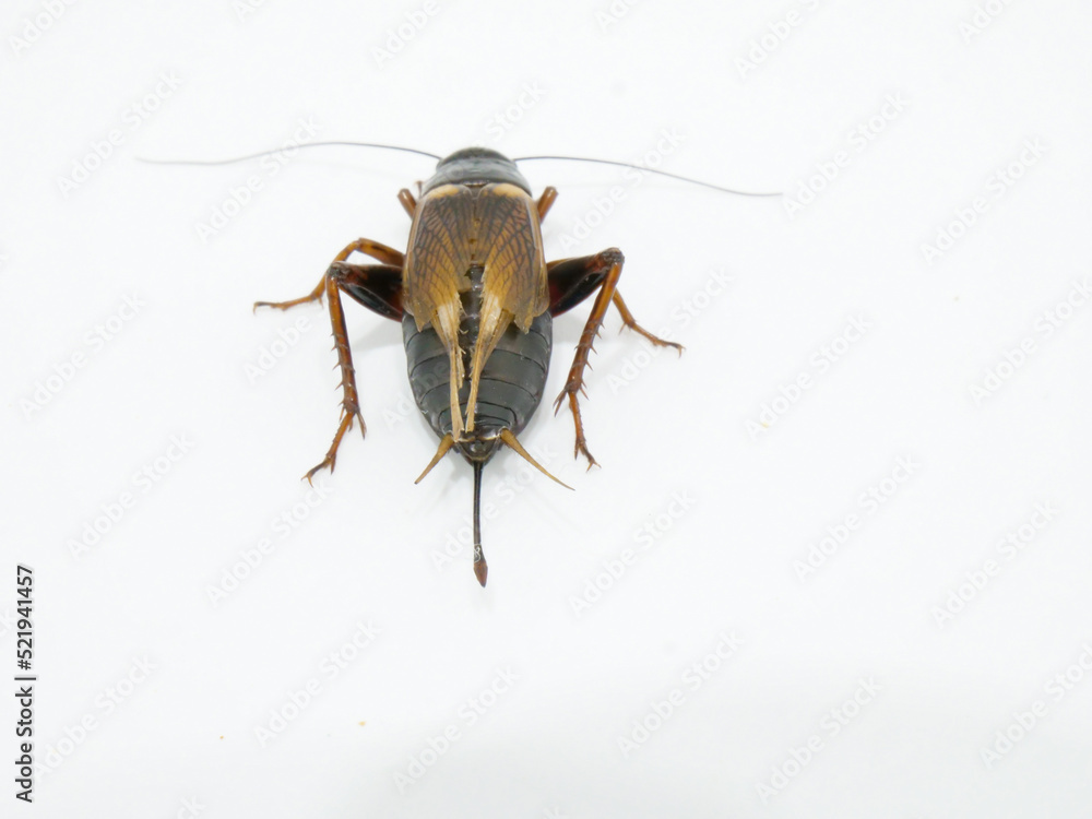 Naklejka premium 後ろから見たフタホシコオロギ