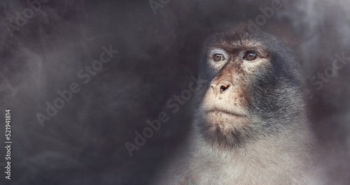 Monkeypox 2022 virus. Monkeypox outbreak concept.Monkeypox is a viral zoonotic disease. Monkeys may harbor the virus and infect people.Virus transmitted to humans from animals. Copy space. Banner photo