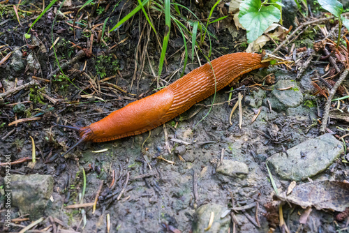 Detail of large slug compared to male finger