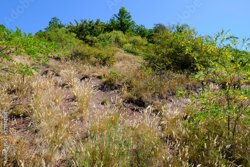 Trockenrasenbereiche im Naturpark Haßberge bei Kleinbardorf, Gemeinde Sulzfeld, Landkreis Rhön-Grabfeld, Unterfranken, Franken, Bayern, Deutschland
