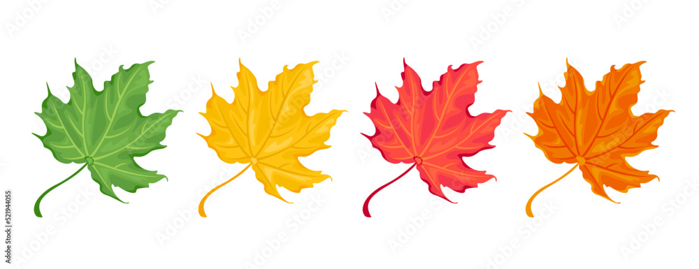 Collection of autumn colorful maple leaves. Red, orange, yellow and green fallen tree leaf. Vector cartoon botanical illustration.