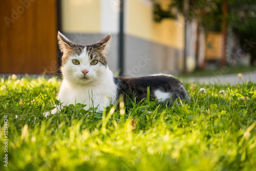 Photo Portrait of cute tabby cat in the garden