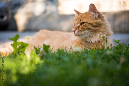 Fototapeta Portrait of cute ginger cat in the garden
