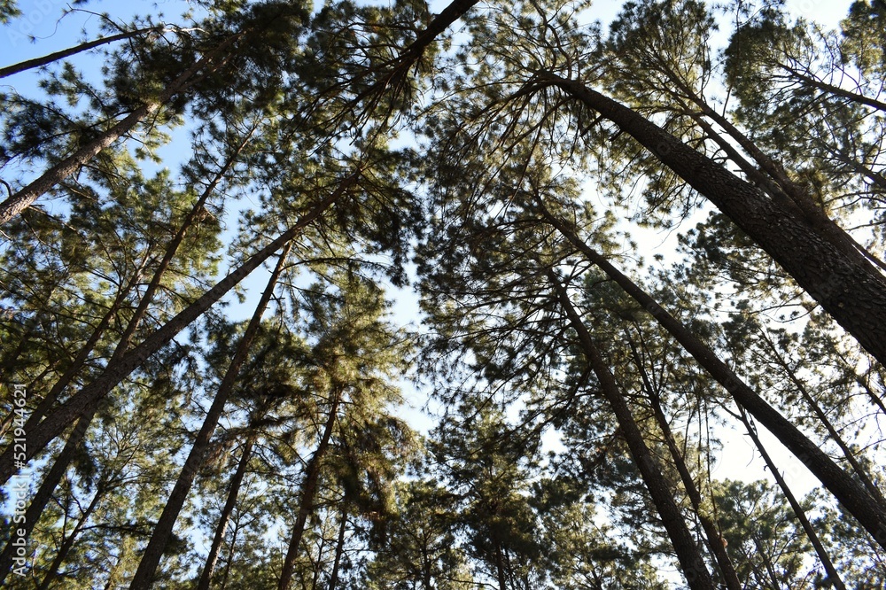 Fototapeta premium Suan Son Bor Kaew or Bo Kaeo Pine Tree Garden is the nams of stunning forest of pine trees with wide grassy areas in Hot district, Chiang Mai, THAILAND.