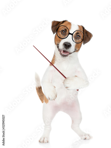 Smart Jack russell terrier puppy wearing  eyeglasses points away on empty space. isolated on white background. © Ermolaev Alexandr