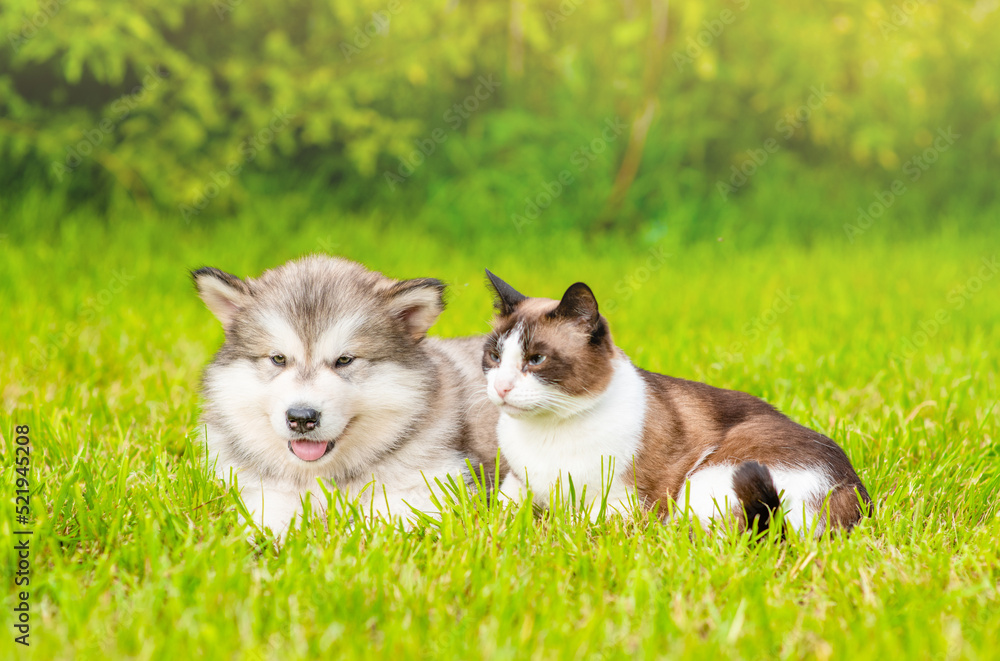 Alaskan  malamute puppy and siamese kitten lying together on green summer grass