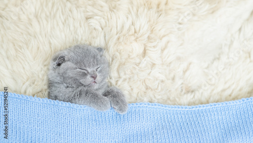 Cozy kitten sleeps under blue blanket on a bed at home. Top down view. Empty space for text
