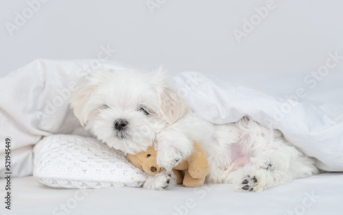 White Lapdog puppy lying under white blanket on a bed at home and hugs favorite toy bear