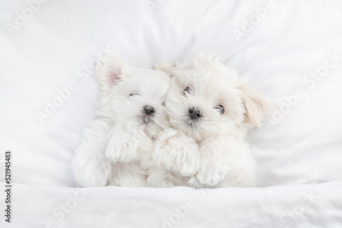 Lovely white Lapdog puppies sleep under warm blanket on a bed at home. Top down view