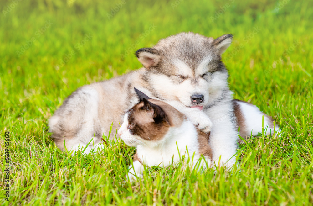Cute Alaskan  malamute puppy hugs adult siamese cat lying together on green summer grass