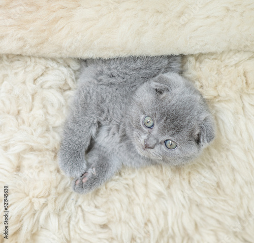 Cute kitten lying under warm wahite blanket on a bed at home and looking up at camera. Top down view