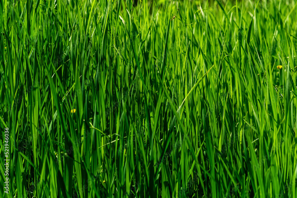 Obraz premium natural background - thickets of green grass sedges illuminated by the sun