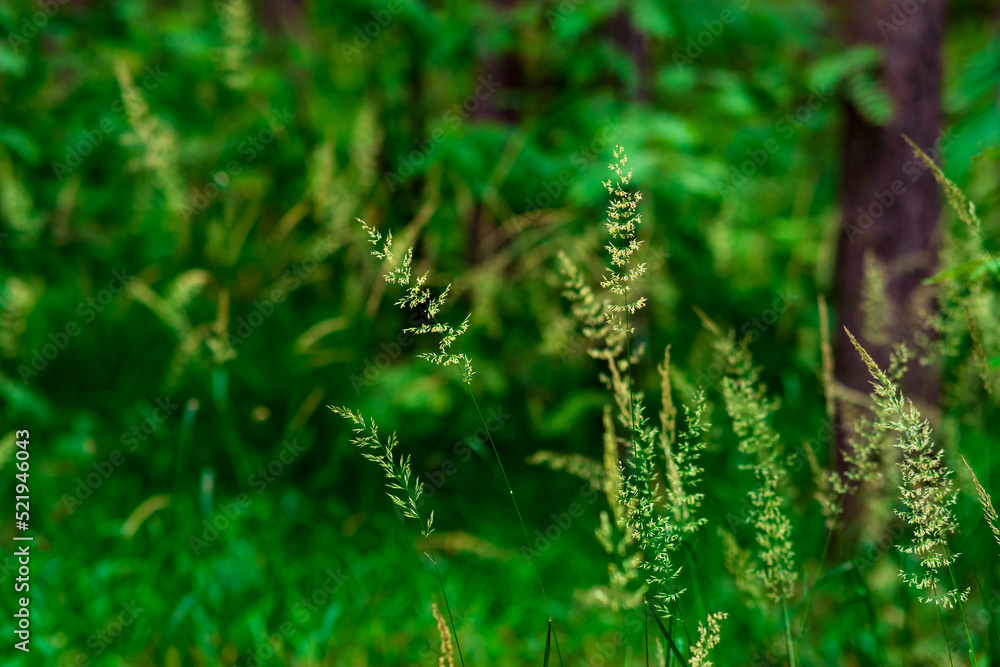 spikelets of wild grass on a blurred natural background