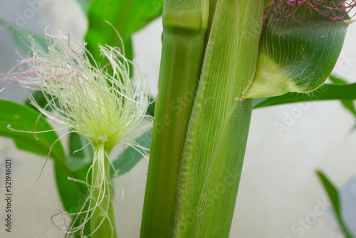 Photos Selective focus of newly emerging corn silk