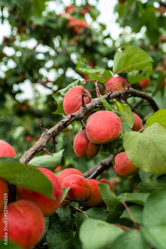 Organic apricot fruits on tree in orchard