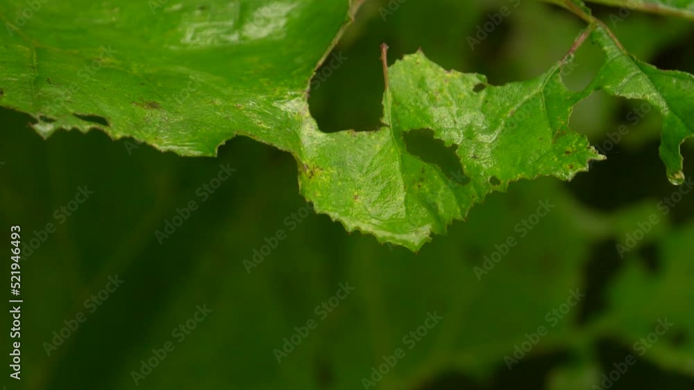 Rain Droplets Falling From A Giant Green Leaf. Close-up Rain Droplets Falling From A Giant Green Leaf. Close-up
