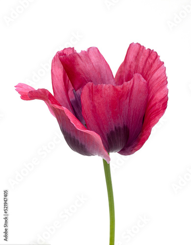 Poppy flower on white background close-up