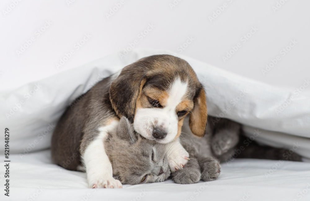 Beagle puppy hugging gray british kitten under white blanket at home in bedroom. Cute kitten and puppy at home Beagle puppy hugging gray british kitten under white blanket at home in bedroom. Cute kitten and puppy at home
