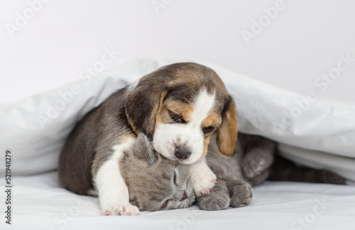 Beagle puppy hugging gray british kitten under white blanket at home in bedroom. Cute kitten and puppy at home