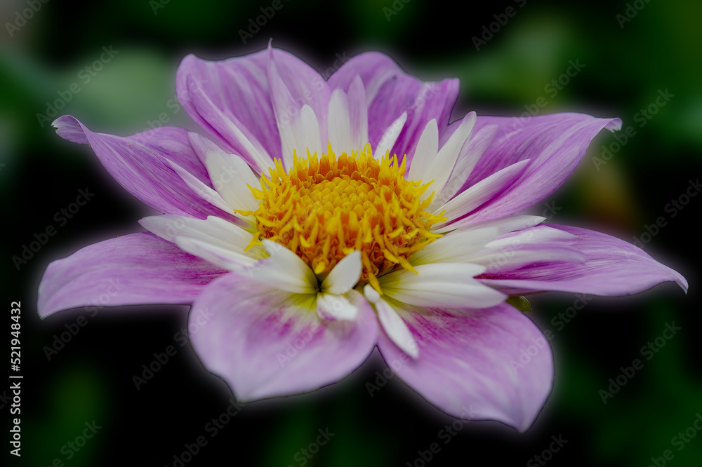 Obraz premium Dahlia