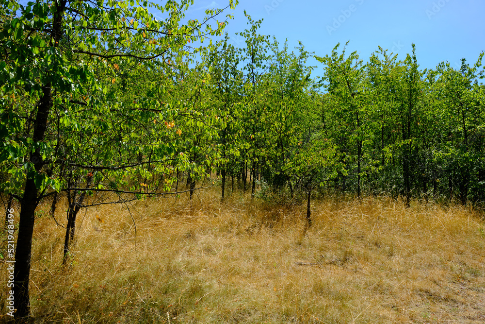Trockenrasenbereiche im Naturpark Haßberge bei Kleinbardorf, Gemeinde Sulzfeld, Landkreis Rhön-Grabfeld, Unterfranken, Franken, Bayern, Deutschland