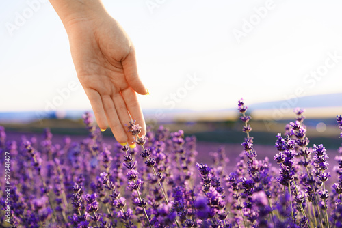 Girl's hand touching the folowers in lavender field photo