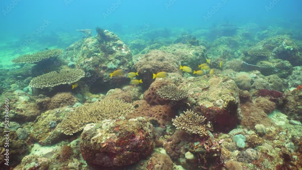 Underwater fish garden reef. Reef coral scene. Seascape under water. Sri lanka. Underwater fish garden reef. Reef coral scene. Seascape under water. Sri lanka.