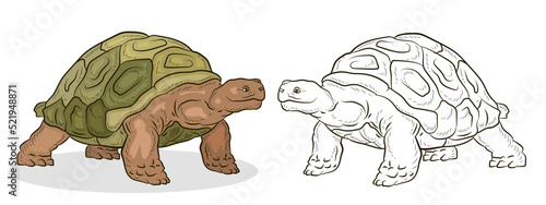 Animals. Black-and-white and color image of a turtle, coloring book for children. Vector image.