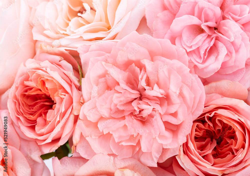 Rose flower isolated on a  background